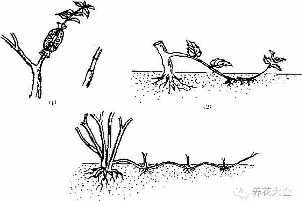 5大壓條法，讓你快速擁有新植株