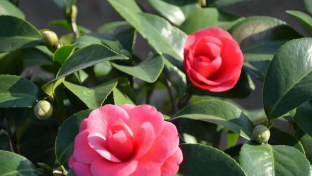 家庭常見花卉扦插大法