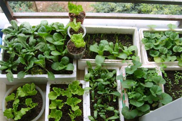 9種秋季必種蔬菜，再也