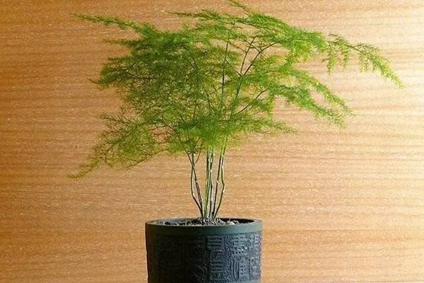 4步養(yǎng)花法，新手也能養(yǎng)