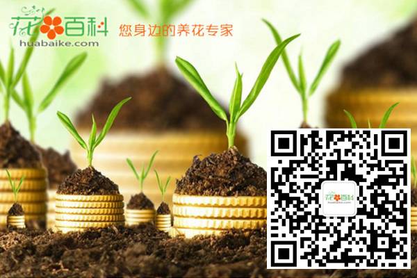 養(yǎng)花大全商務(wù)合作