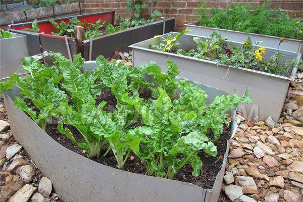 買(mǎi)回來(lái)的菜扦插起來(lái)，結(jié)果吃不完了