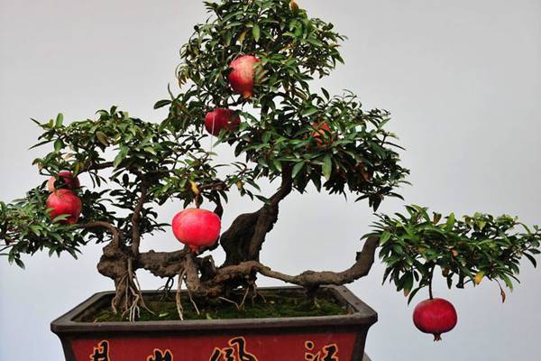 讓人口水直流的觀果盆栽，別說(shuō)你不饞