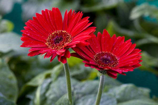 這些花一個(gè)月澆一次水，都不會(huì)死！