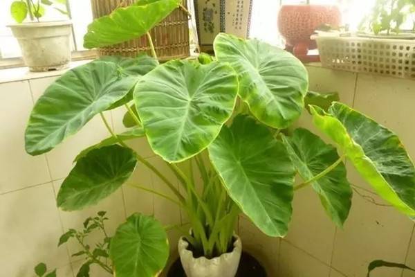 芋頭長成滴水觀音，這些蔬菜要逆天！