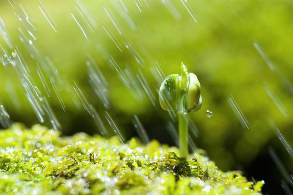 冬天一盆水澆不好,你的花就沒救了！
