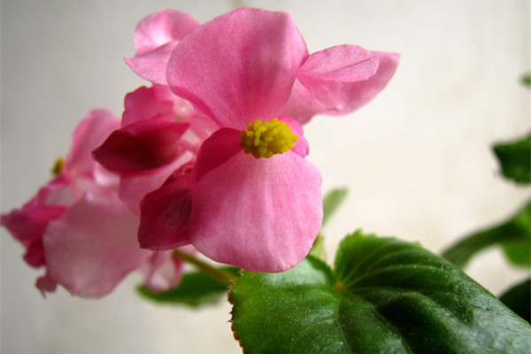 養(yǎng)花8大問題，99%的人都