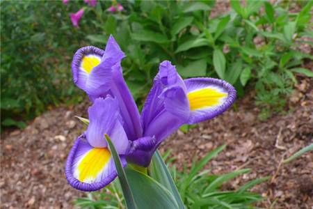 世界上最稀有的9種花，看1次少1次了