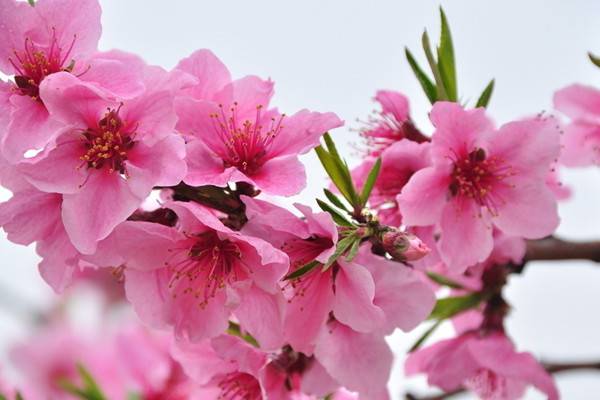 以花為名的經(jīng)典老歌，聽(tīng)了淚流滿面