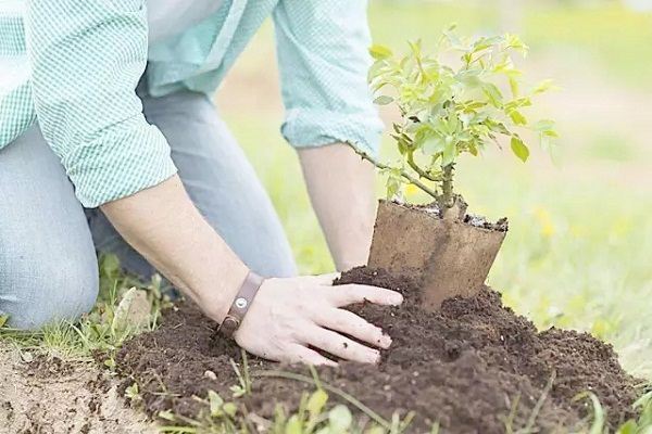 陪伴父親一生的君子蘭，也將陪伴我一生！