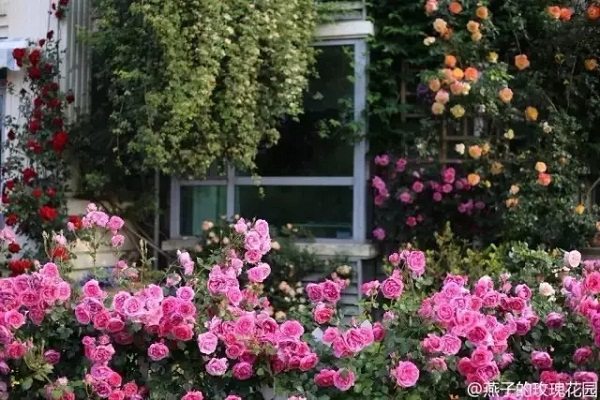 中國(guó)版"塔莎奶奶"，12年在鬧市中打造一個(gè)世外桃源！