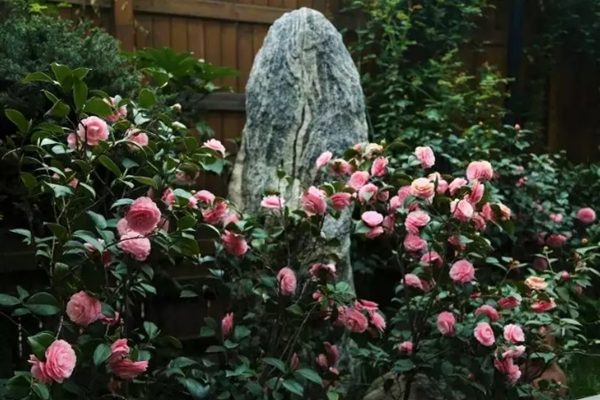 北方的大雪天，她院子卻開(kāi)滿花，南方人看了都羨慕！