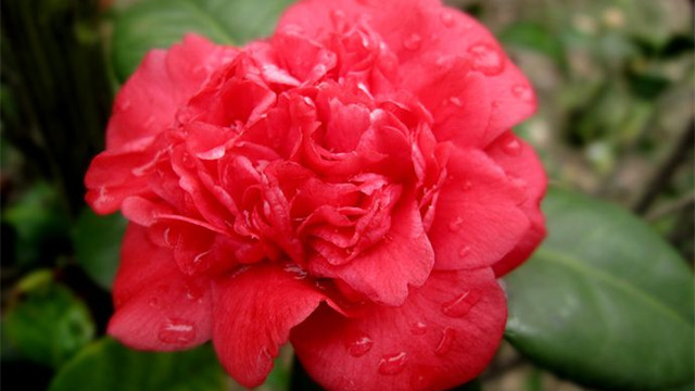 茶花和茶梅怎樣區(qū)別