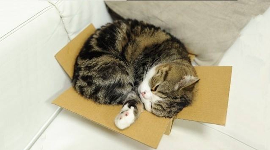 貓咪為什么喜歡箱子 貓咪喜歡箱子原因大揭秘