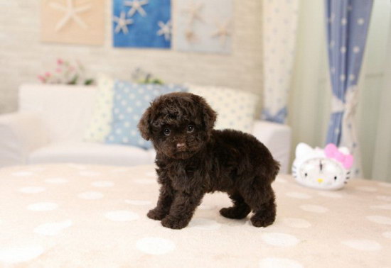 泰迪狗怎么養(yǎng)1