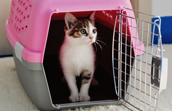 貓咪暈車怎么辦 假期出行貓咪暈車解決辦法