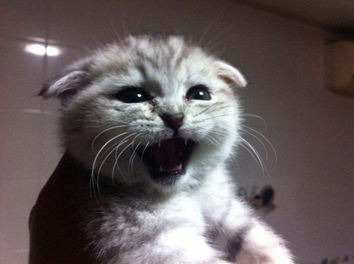 折耳貓幼貓吃什么 幼貓喂養(yǎng)攻略