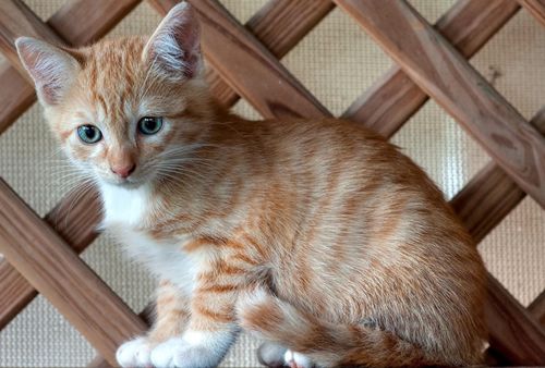 貓咪節(jié)育有什么好處 貓咪節(jié)育好處介紹