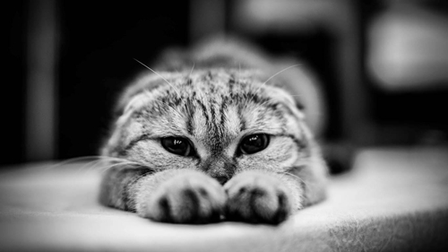 貓咪來(lái)回蹭是什么意思 貓咪來(lái)回蹭含義介紹