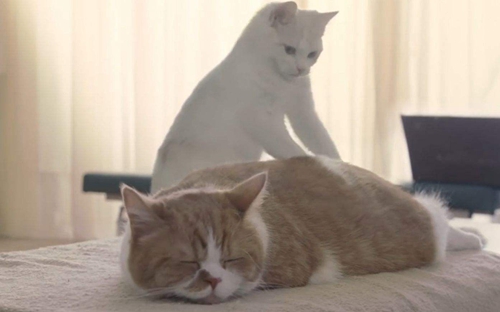 貓咪吃太多肚子脹氣怎么辦 肚子脹氣調(diào)理方法