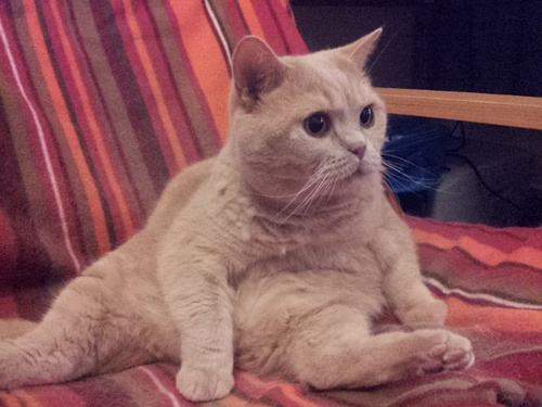 貓咪吃太多肚子脹氣怎么辦 肚子脹氣調(diào)理方法