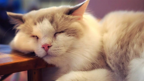 貓咪為什么喜歡睡在人的頭上