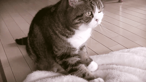 為什么貓咪會踩奶 貓咪踩奶背后的原因追尋