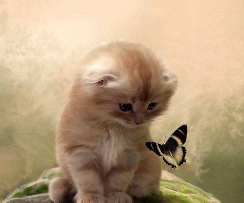 貓咪喜歡什么顏色 貓咪顏色喜好介紹