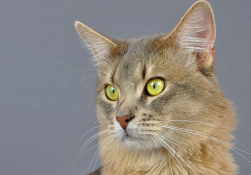 索馬里貓怎么養(yǎng) 索馬里貓飼養(yǎng)技巧