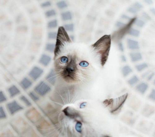 巴厘貓吃什么 巴厘貓飲食習(xí)慣