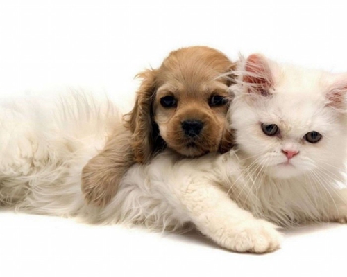 狗糧貓能吃嗎 貓咪吃狗糧會(huì)怎樣