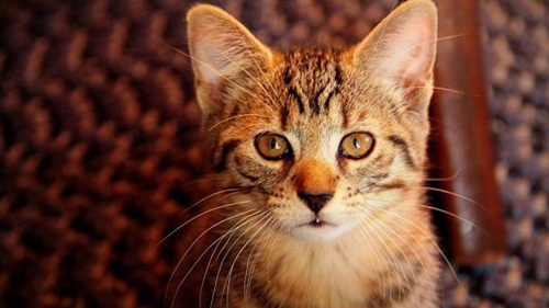 虎斑貓搖尾巴代表什么 虎斑貓生活習(xí)性介紹