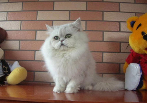 襤褸貓?jiān)趺答B(yǎng) 襤褸貓飼養(yǎng)方法