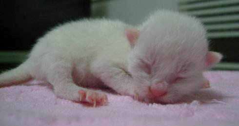 怎么辨別新生貓咪公母 貓咪雌雄辨別方法