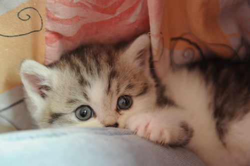 沒長牙齒的貓咪怎么喂養(yǎng) 小奶貓喂養(yǎng)指南