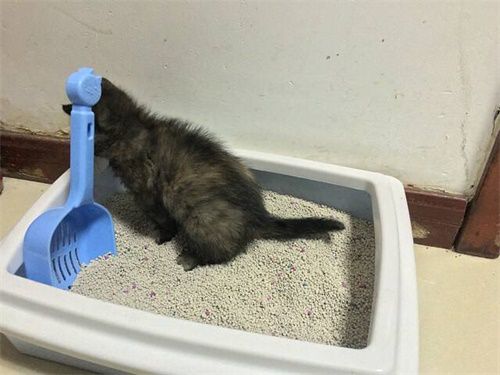 貓咪便秘怎么辦 貓咪便秘解決辦法