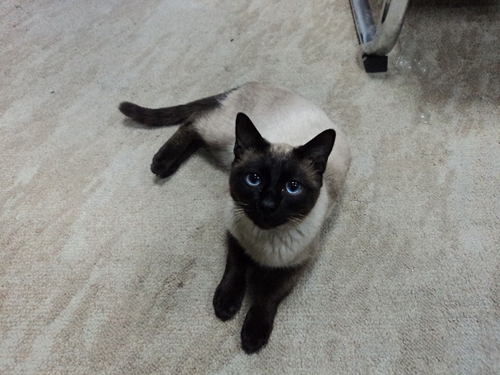 暹羅貓吃什么貓糧 暹羅貓喂養(yǎng)指南