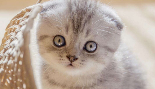 折耳貓為什么不能養(yǎng) 折耳貓不能飼養(yǎng)原因