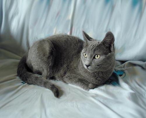 俄羅斯藍(lán)貓?jiān)趺次桂B(yǎng) 藍(lán)貓喂養(yǎng)要點(diǎn)