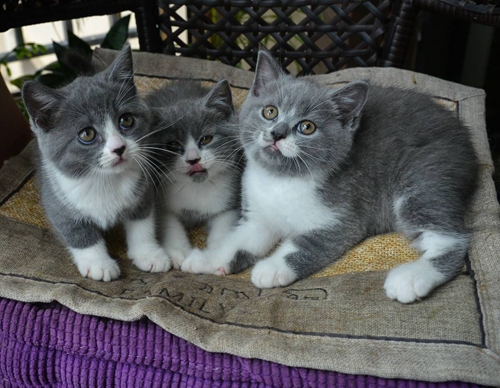 英國(guó)短毛貓?jiān)趺醋o(hù)理 英短日常護(hù)理