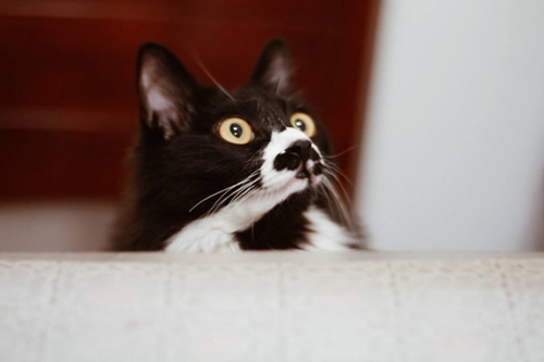 養(yǎng)貓和養(yǎng)狗哪個(gè)省錢(qián) 養(yǎng)貓年均成本4000