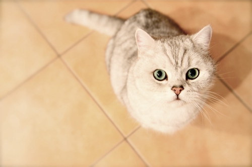 貓寄養(yǎng)需要注意什么 貓咪寄養(yǎng)注意事項