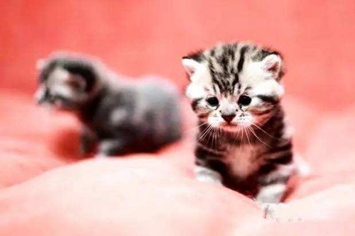 茶杯貓怎么喂養(yǎng) 茶杯貓飼養(yǎng)指南