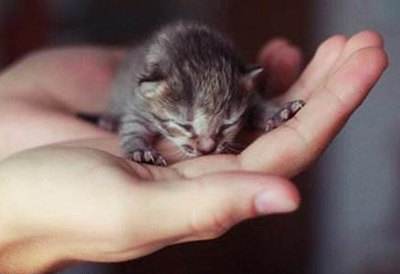 茶杯貓?jiān)趺醋o(hù)理 茶杯貓幼貓護(hù)理方法