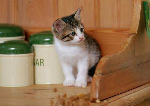 茶杯貓飲食注意什么 茶杯貓飲食注意事項