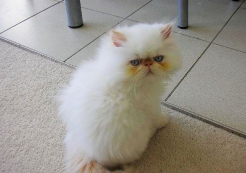 喜馬拉雅貓怎么護(hù)理 喜馬拉雅貓護(hù)理方法