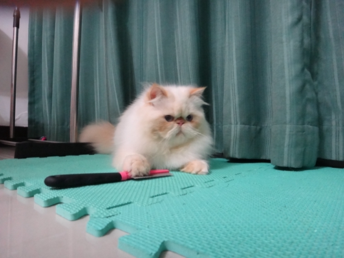 喜馬拉雅貓?jiān)趺聪丛?喜馬拉雅貓洗澡注意事項(xiàng)