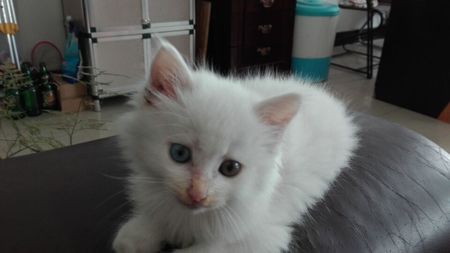 山東獅子貓?jiān)趺答B(yǎng) 山東獅子貓飼養(yǎng)方法