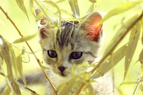 波米拉貓吃什么 波米拉貓喂養(yǎng)知識(shí)