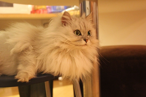 金吉拉貓毛發(fā)怎么打理 毛發(fā)打理技巧